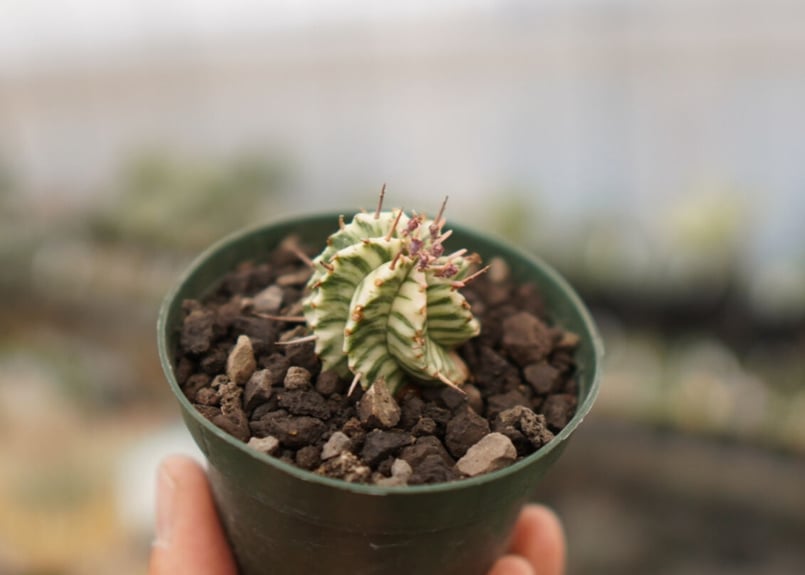 ユーフォルビア メロフォルミス 錦 | mana's farm:塊根植物・アガベ