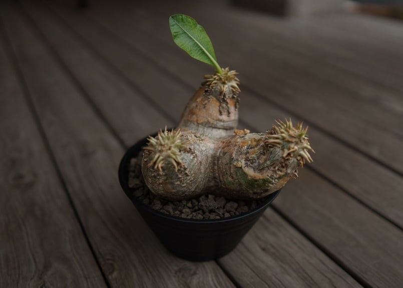 パキポディウム エブレネウム Pachypodium eburneum | mana's fa