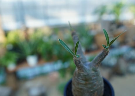 【未発根】パキポディウム　グラキリス　 Pachypodium Gracilius  No.35