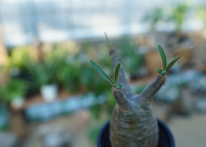未発根】パキポディウム グラキリス Pachypodium Gracilius No.3