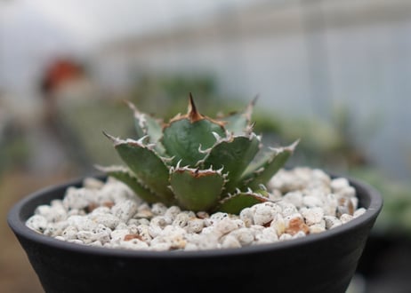 Agave titanota FO-76  E NO.2 (G)