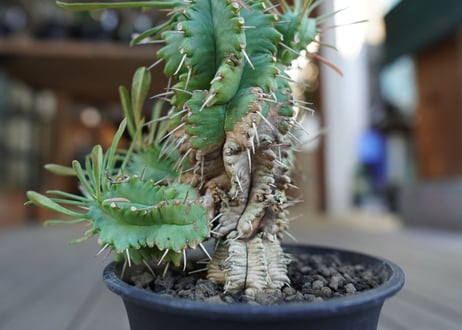 ユーフォルビア　ササガニマル　Euphorbia pulvinata