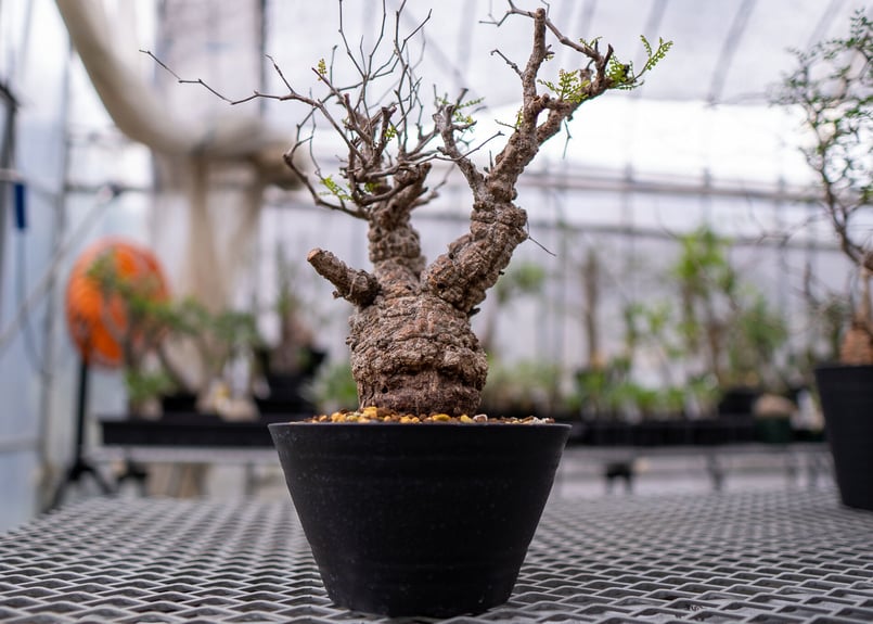 オペルクリカリア パキプス 実生 塊根植物 グラキリスサボテン 一点物 オペルクリカリア パキプス 実生苗 5号(353678)(1鉢