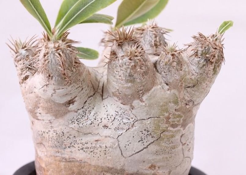 Pachypodium eburneum パキポディウム エブレネウム no.2 | man