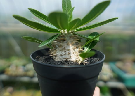 パキポディウム　恵比寿大黒　Pachypodium Densicaule　No.10