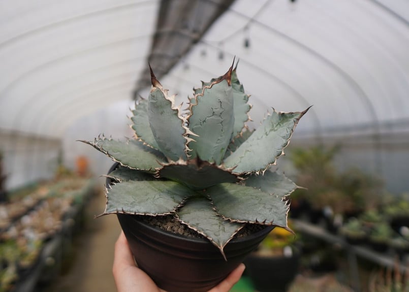 アガベ チタノタ ライオンズメーン | mana's farm:塊根植物・アガベ