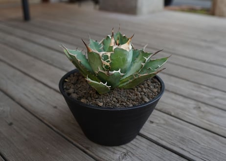 アガベ　チタノタ　Agave titanota