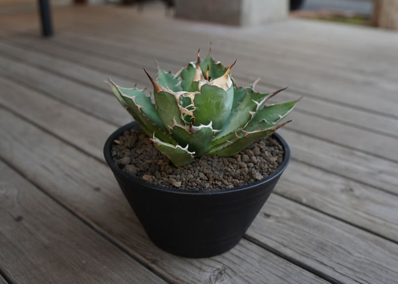 アガベ チタノタ Agave titanota | mana's farm:塊根植物・アガベ・