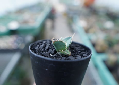 アガベ　チタノタ　FO-76　Agave titanota  FO-76　No.6