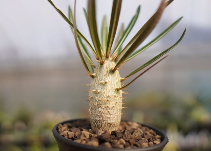 塊根植物　パキポディウム 　カクチペス isla del pescado - Pachypodium rosulatum var. cactipes