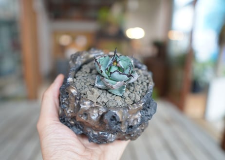 アガベ　チタノタ　 ブラックアンドブルー 　Agave titanota black and blue