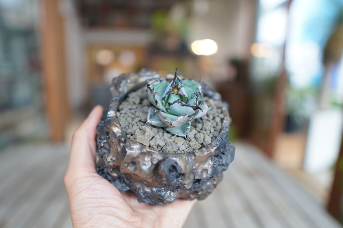 アガベ チタノタ ブラックアンドブルー 【公式通販】