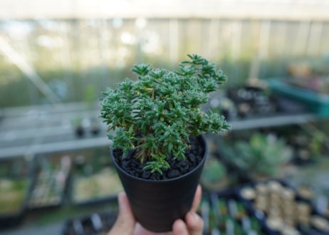 トリコディアデマ ステラツム　Trichodiadema stellatum  No.4