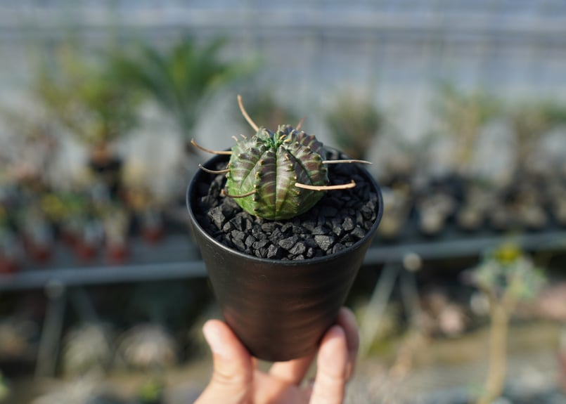 スーパーブラックバリダ 植物 ユーフォルビア スーパーバリダ×スーパー