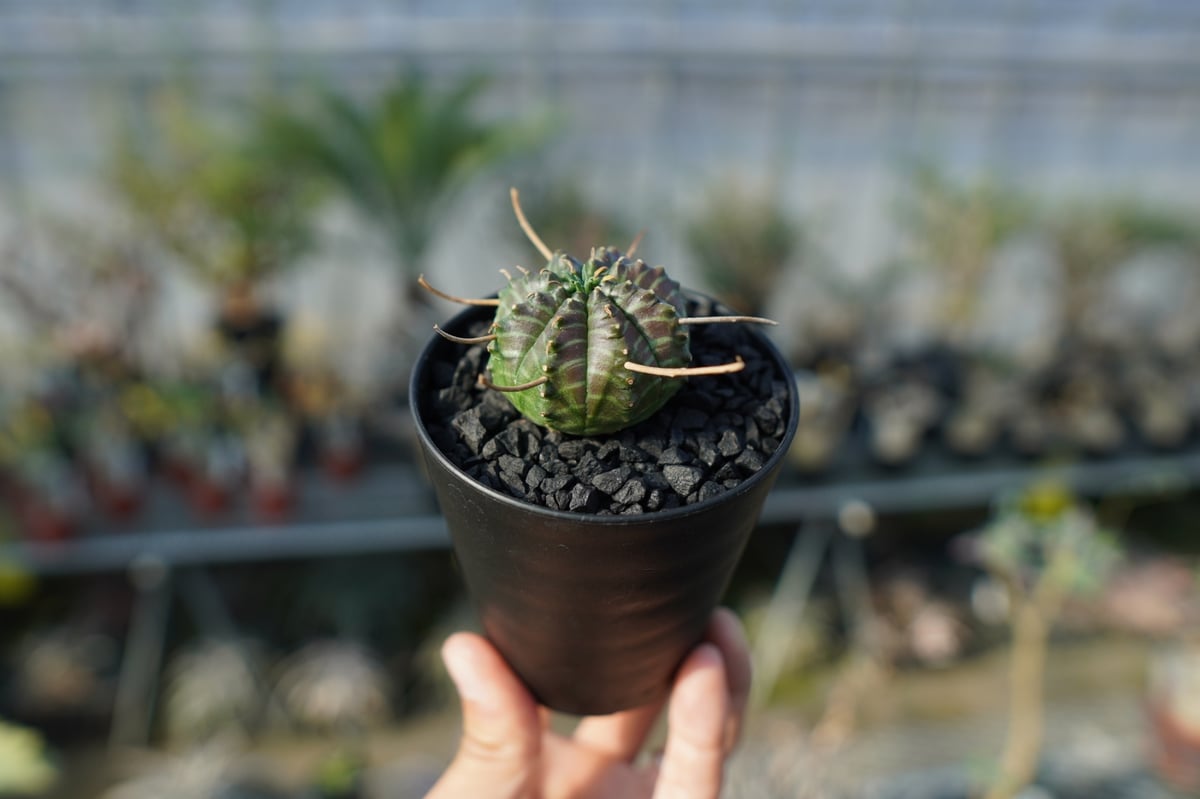 ユーフォルビアバリダ　確認用 fit=scale-down,w=1200