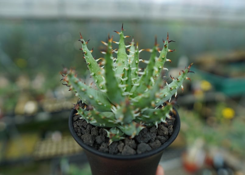 アロエ エリナケア Aloe erinacea | mana's farm:塊根植物・アガベ・