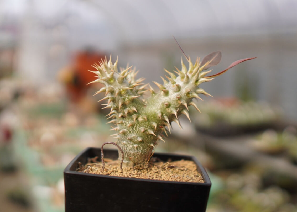 パキポディウム カクチペス | mana's farm:塊根植物・アガベ・ドライ