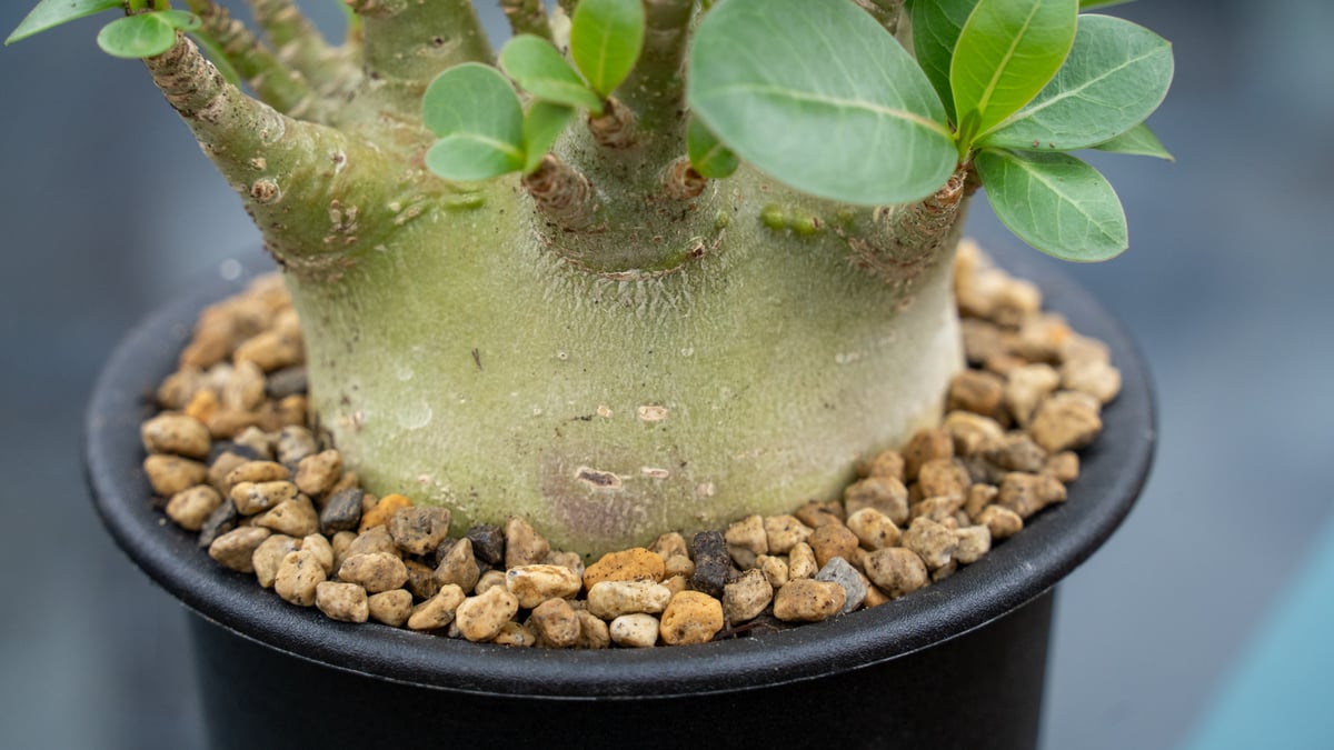 アデニウム モンスター | mana's farm:塊根植物・アガベ・ドライ