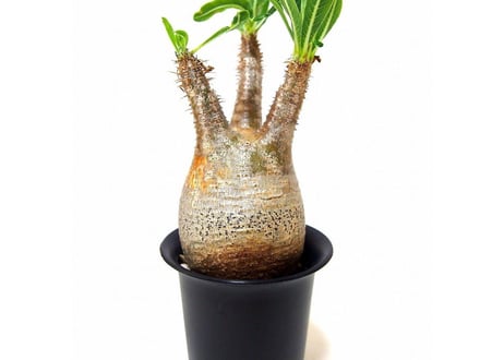 Pachypodium Gracilius パキポディウム  グラキリス  №3 little