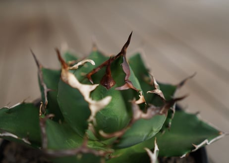 アガベ　チタノタ　FO-76　Agave titanota ”FO-76"