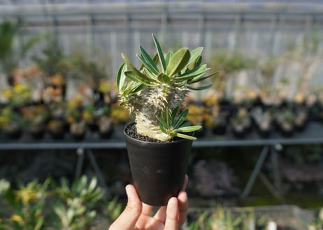 パキポディウム　伊藤ハイブリッド　Pachypodium 'Itoh Hybrid'