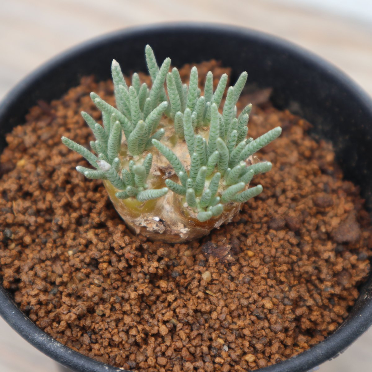 ☆サボテン・多肉植物☆824☆Avonia quinaria アボニア 輸入株 ☆塊根
