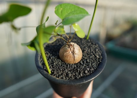 亀甲竜　Dioscorea elephantipes No.1