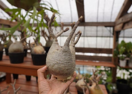 パキポディウム　グラキリス　Pachypodium gracilius　抜き苗　№108