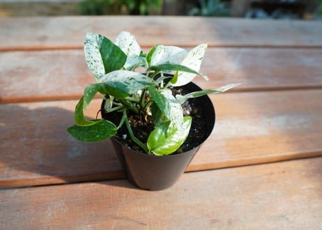 マングーカズラ　ピナツムマーブル　Epipremnum Pinnatum 'Marble'