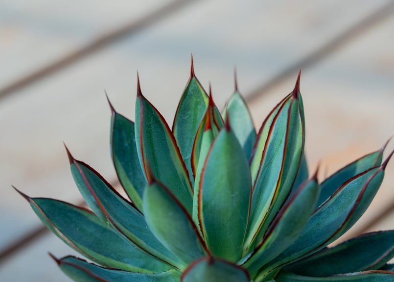 アガベ チタノタ 覆輪班 バーント バーガンディー | mana's farm