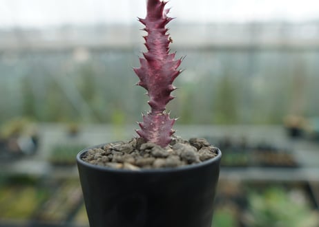 ユーフォルビア　紅彩雲閣　Euphorbia trigona f. rubra　No.2