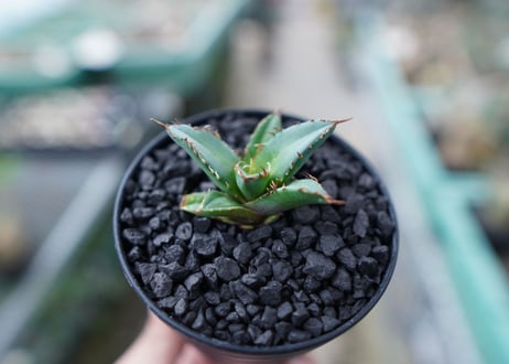 アガベ　チタノタ　FO-76　Agave titanota  FO-76　No.30