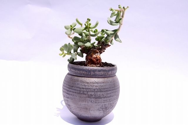 RawLifeFactory】 ケラリア ピグマエア | mana's farm:塊根植物・