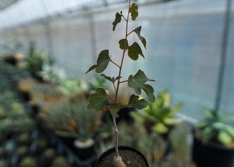アデニア　イサロエンシス　Adenia isaloensis