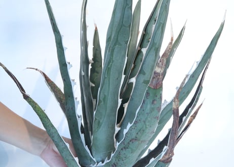 Agave difformis