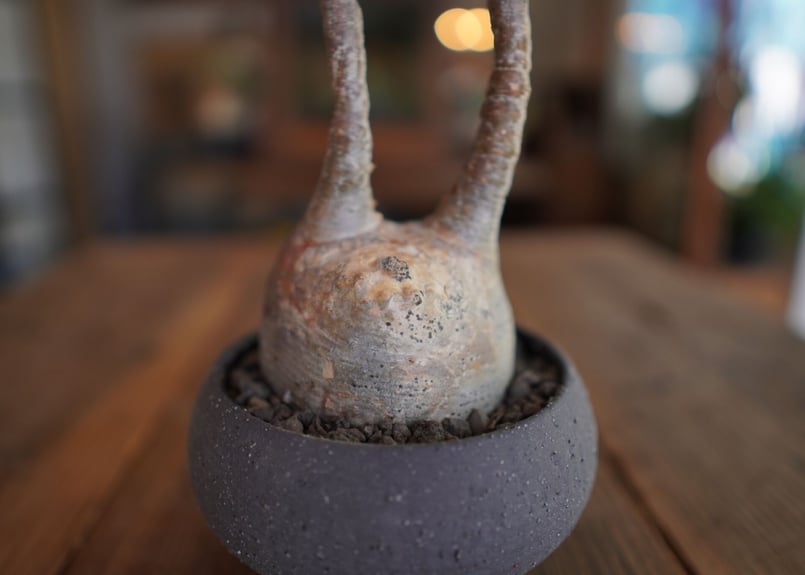 オーナメント・オブジェ OZWRT SS Pachypodium Graciliphant r OZWRT Pachypodium Graciliphant SSサイズ 【公式通販】