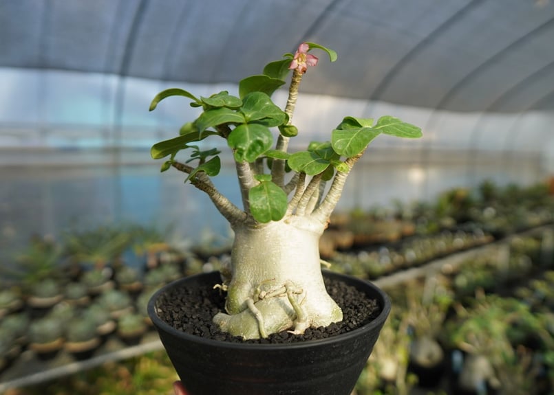 アデニウム超大株 美株 発根済み 塊根植物 アデニウム Adenium No.2 | mana's farm:塊根植物・アガベ・ドライガー