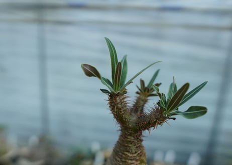 パキポディウム　グラキリス　 Pachypodium Gracilius