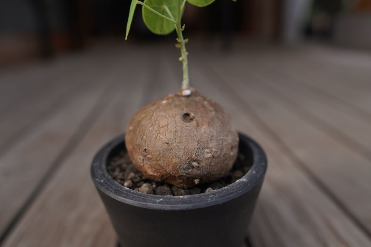 ステファニア エレクタ Stephania erecta | mana's farm:塊根植物