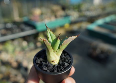 【抜き苗】アガベ　チタノタ　白鯨厳竜　Agave titanota White whale