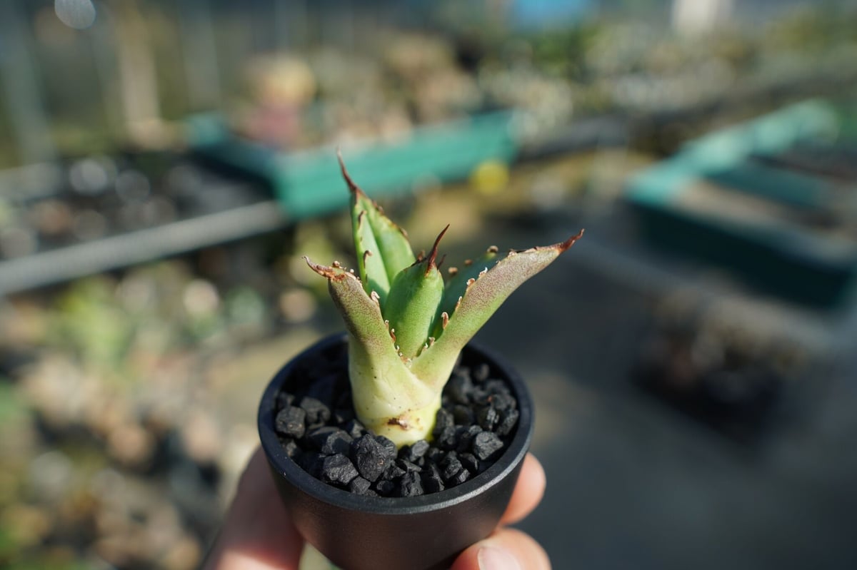 アガベ 白鯨 (抜き苗発送) アガベ 抜き苗 白鯨《 2 》 | mana's farm:塊根植物・アガベ