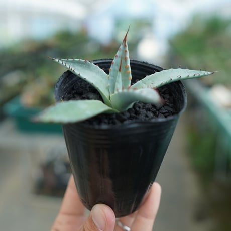 屈原の舞扇 | STORES