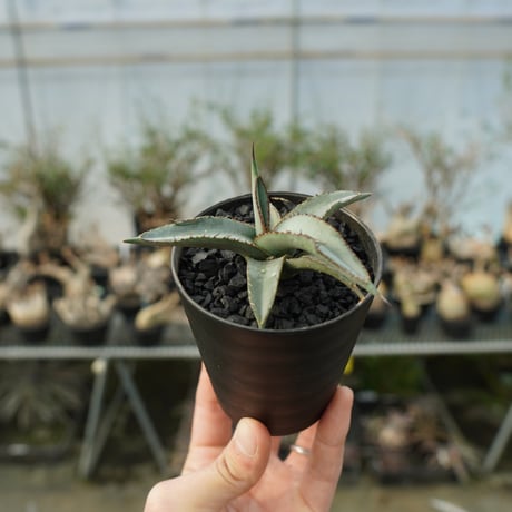 シャークスキン | STORES