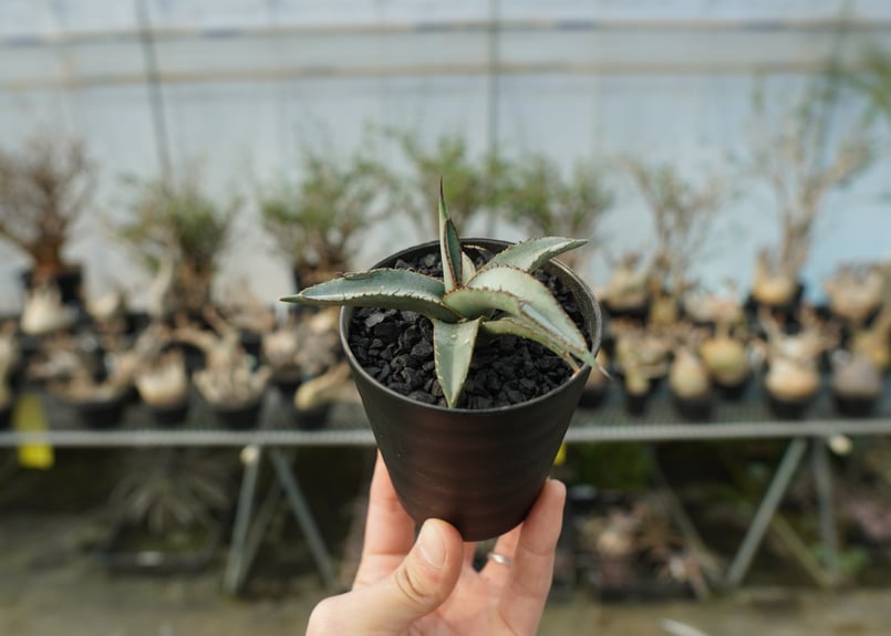 アガベ シャークスキン Agave Sharkskin | mana's farm:塊根植物
