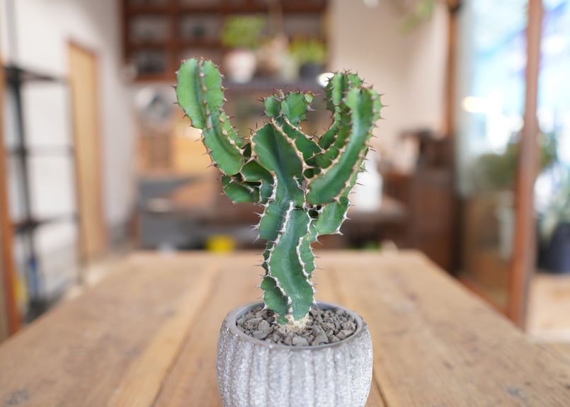 サボテン　オオマオイ オオマトイ Euphorbia triangularis | mana's farm:塊根植