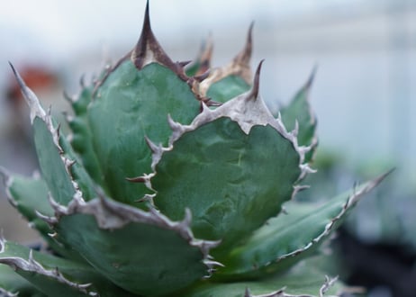 Agave Sowing seeds D 特大
