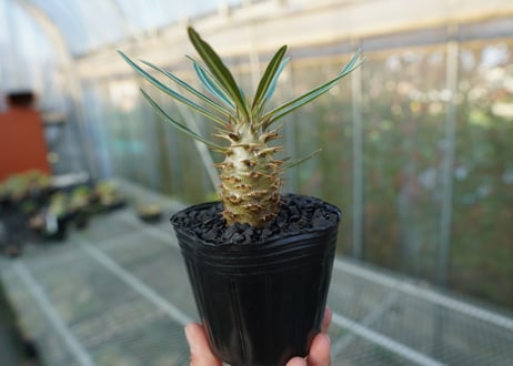 パキポディウム　カクチぺス　Pachypodium cactipes  No.2