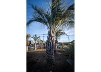 ココスヤシ　Butia capitata No.8　8/31まで送料無料