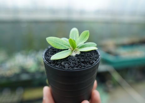 パキポディウム　恵比寿笑い　Pachypodium brevicaule　No.1