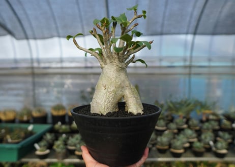 アデニウム　Adenium　No.6